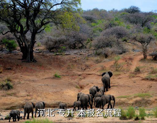  河北 專升 本報(bào)名流程