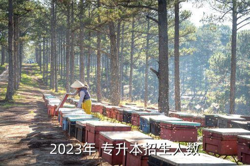 2023年 專升本招生人數(shù)