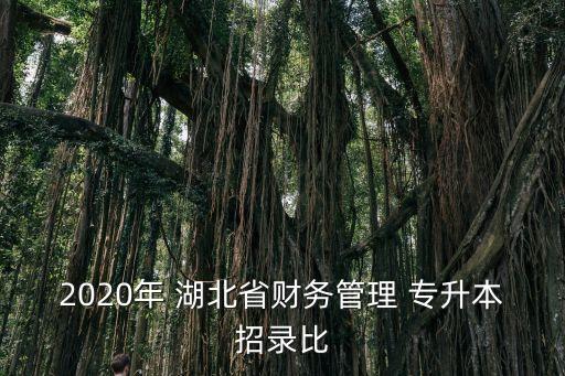 2020年 湖北省財(cái)務(wù)管理 專升本招錄比