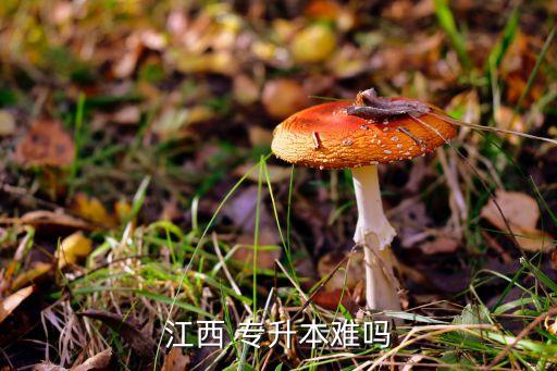 景德鎮(zhèn)陶瓷大學專升本成績