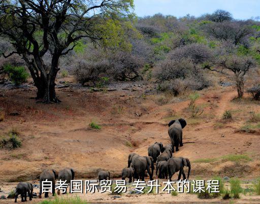 自考國(guó)際貿(mào)易 專升本的課程