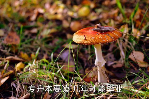 國家開放大學專升本幾年,學信網(wǎng)為什么不承認開放大學